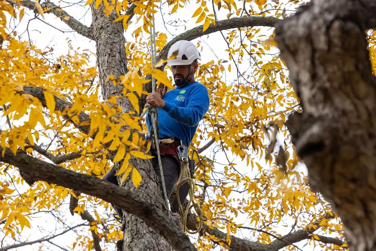 Skilled Tree Trimming crew working in Cranks